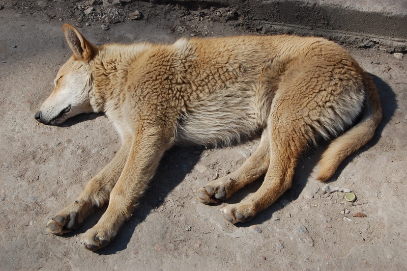 full length, patient, cur, pet, each, homeless, outdoors, 2K, lying, vertebrate, dirty, adult, drama, badly, tramp, one animal, fleas, cycle, one, animal wildlife