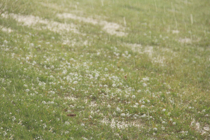 outdoors, landscape, freshness, growth, land, tranquility, grass, day, hailing, beauty in nature, hail, ice, green color, plant, weather, backgrounds, environment