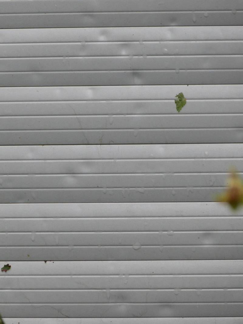 wall - building feature, backgrounds, leaf, roller shutter, hail, built structure, damage, beauty in nature, wood - material, full frame, growth, day, damaged
