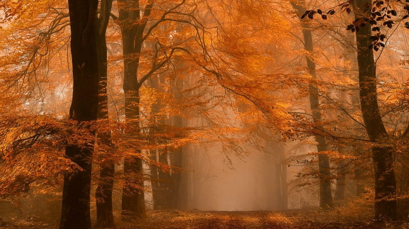 photography, beauty In Nature, dirt road, yellow, nature, land, orange Color, morning, bright, mist, landscape, 720P, lush Foliage, leaf, vibrant Color