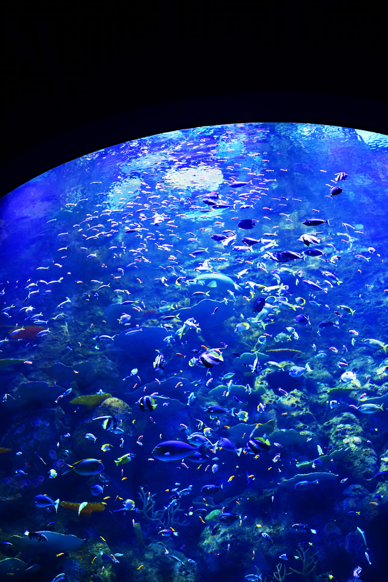 sea life, australia, underwater diving, david clode, animal wildlife, waterworld, 5K, group of animals, vertebrate, cairns, underwater, tank, marine, animal themes