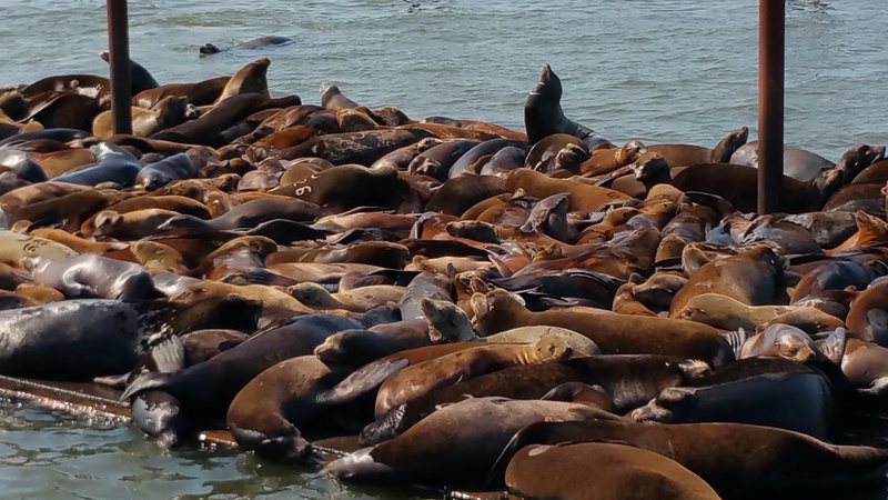 aquatic, marine, sleeping, whiskers, robert, no people, group of animals, outdoors, seal - animal, cute, seal, big, harbor, astoria, animal wildlife, aquatic mammal