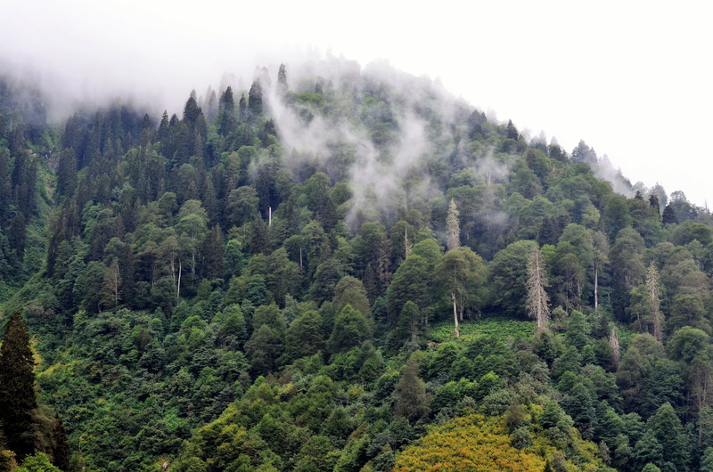 coniferous tree, evergreen tree, beauty in nature, plant, pine woodland, beautiful, woodland, mountain, landscape, tranquility, outdoors, green, Ayder