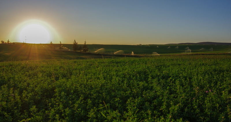 sunbeam, field, scenics - nature, agriculture, landscape, turkey, reverse light, nature, 4K, plant, isparta turkey, no people, farm, sunset, sunlight