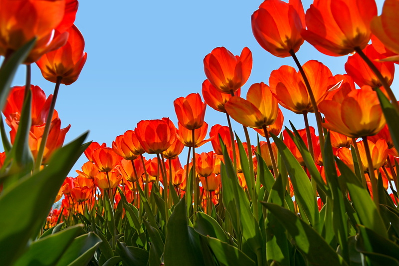 freshness, outdoor, inflorescence, Plant, detail, Tulips, Nature, vivid color, petal, 5K, park, fragility, day, orange, macro, close-up, vulnerability