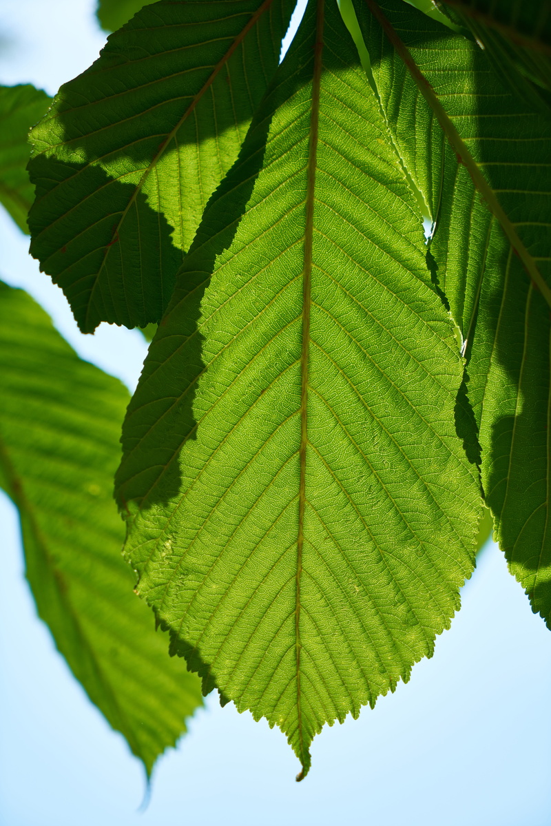 nature, day, tree, sunlight, leaves, no people, the leaves are, leaf, natural pattern, branch, plant, focus on foreground, green color, oxygen, spring