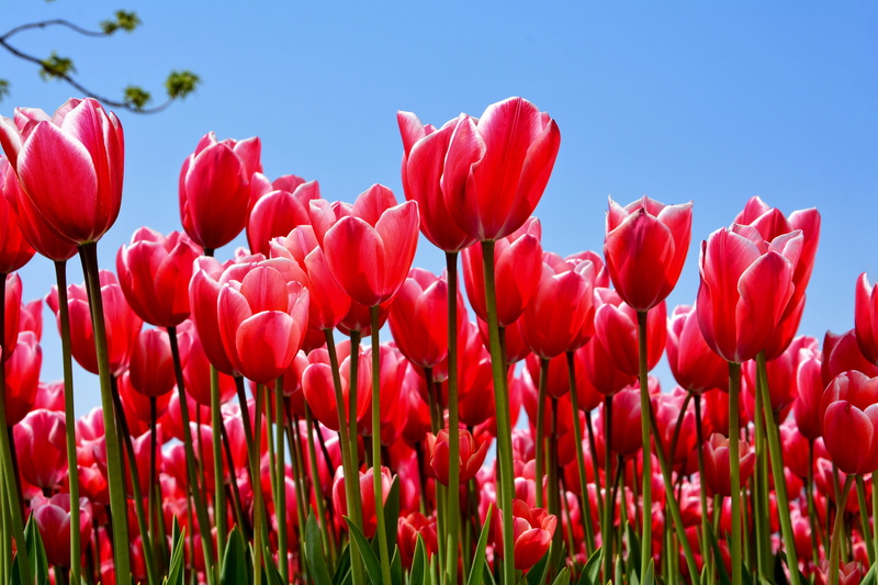 macro, outdoor, tulips, freshness, flowering plant, flower, flowerbed, spring, beautiful, turkey, inflorescence, sunlight, orange, tulip, park, ornamental garden