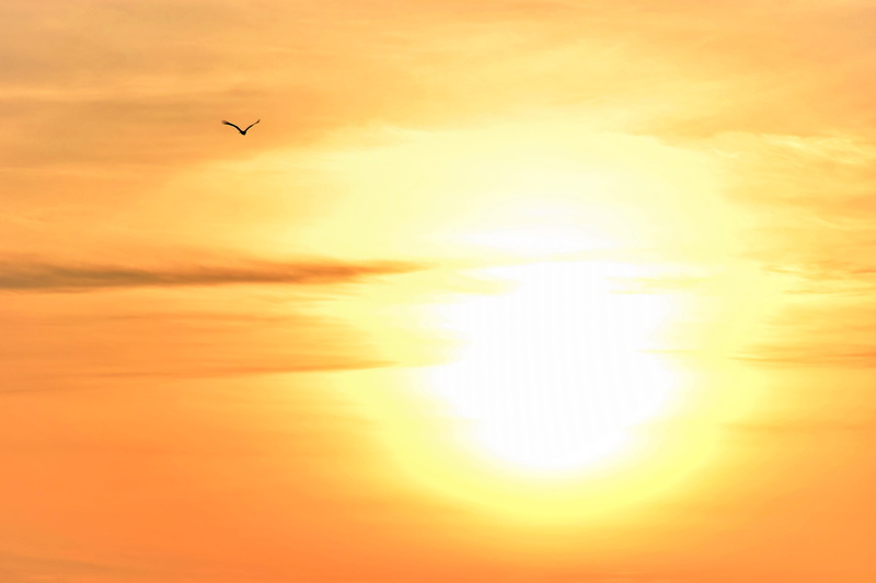 warm natural, sunlight, scenics - nature, bird, shadow, animal themes, european diagram reverse light, wait, last light, no people, sun, light shade, outdoors