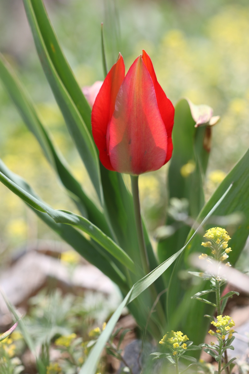 tulips, plant, reverse light, flowering plant, focus on foreground, flowers, macro, flower, sepal, growth, beauty in nature, outdoors, field, close-up