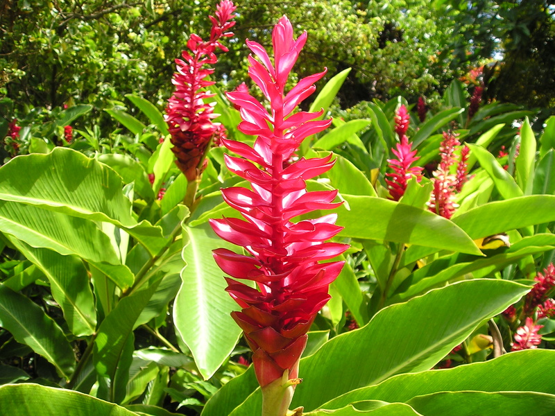 botany, 1080P, growth, flower head, day, exotic, focus on foreground, outdoors, flowering plant, samoa, green color, fragility, freshness, leaf, petaled