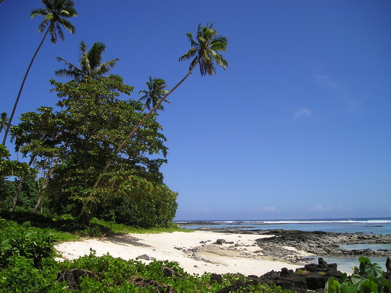palm trees, day, beach, blue, tranquility, land, outdoors, beautiful beach, samoa, tree, sea, horizon over water, island, tranquil scene, plant, coconut