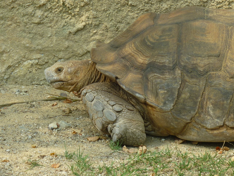 day, tortoise shell, close-up, 2K, marine, land, outdoors, tortoise, field, Turtle, Animal, vertebrate, Armor, animal wildlife, Huge, protection, animal themes