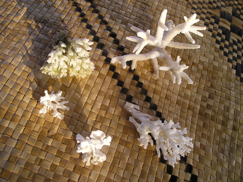 nature, shape, high angle view, beauty in nature, day, 1080P, animal themes, outdoors, christmas, starfish, coral, samoa, star shape, flooring, decoration
