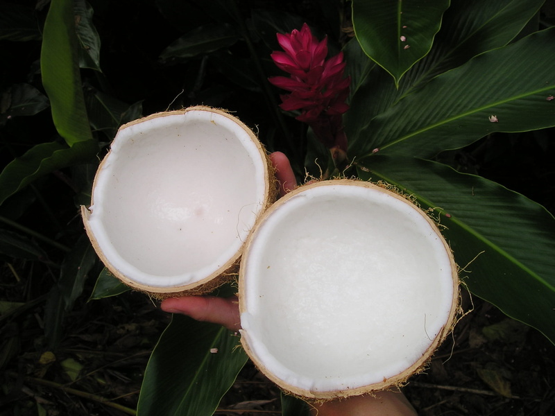 field, human hand, land, plant part, Coconut, 1080P, plant, healthy eating, Nature, Samoa, egg, shells, south sea, holding, Exotic, person, no people