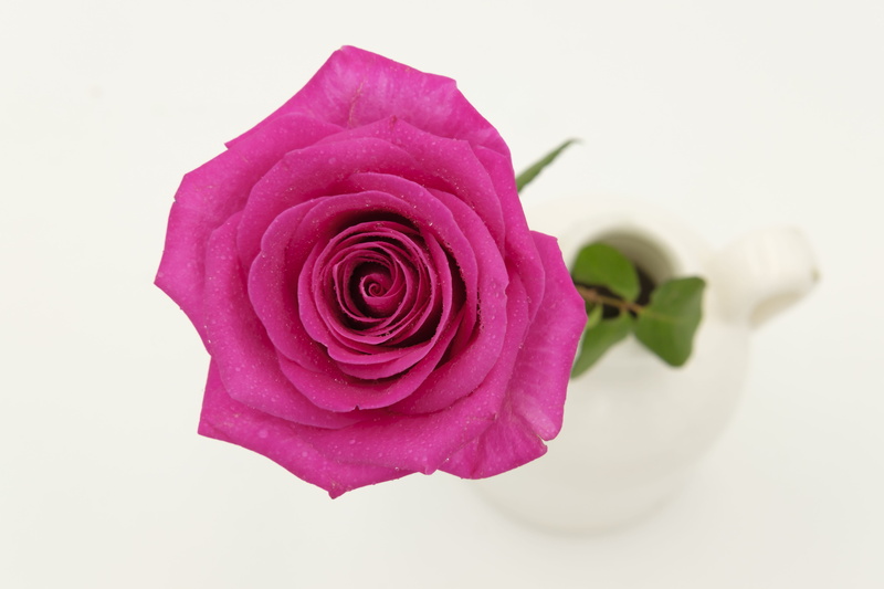 no people, dew, beauty in nature, vase, affection, close-up, freshness, plant part, rose, purple, pink rose, leaf, blossom, flower head, vulnerability