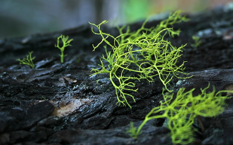 moist, beauty in nature, dirt, tree, growth, green, wood, new Life, environment, green Color, no people, grass, vegetable, botany, food, food and drink