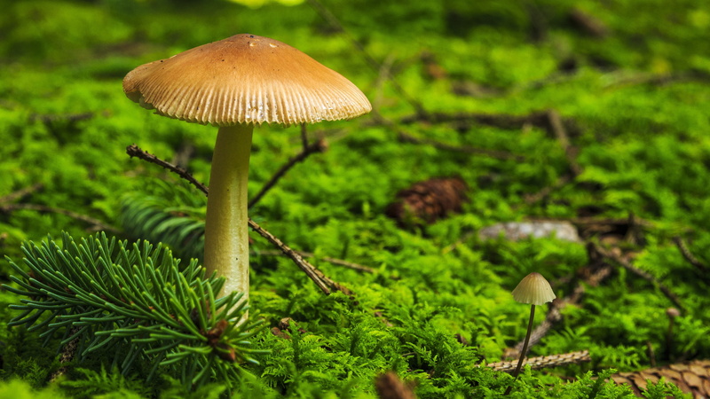 photo, brown, gift, autumn beginning, moist, moss, green color, forest, mushroom, land, autumn mood, tree, close-up, poisonous, tree fungus, beauty in nature