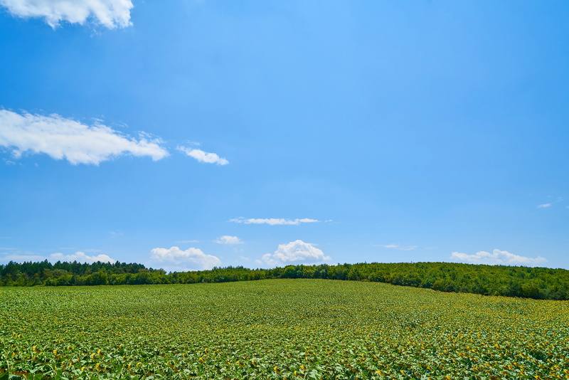 tranquility, green, area, grass, color, scenics - nature, chan, agriculture, crop, growth, summer, springtime, farm, cloud - sky, land, spring, rural, harvest
