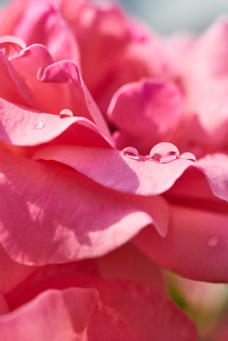 romance, macro, beauty in nature, rose, water, bouquet, flower head, 8K, love, full frame, drop, spring, flower, outdoors, softness, flowering plant, selective focus