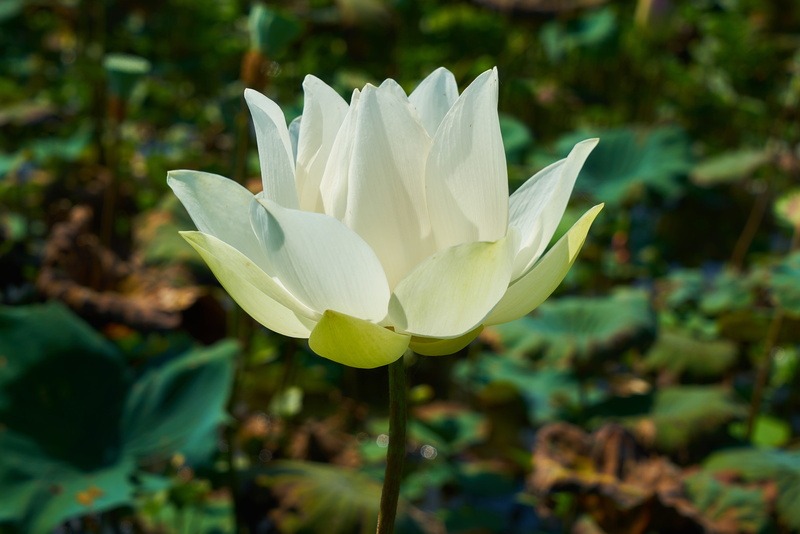 day, flowering plant, branch, focus on foreground, shell, nature, chan, park, leaf, tree, beautiful, blooming, lotus water lily, plant part, petals, bud