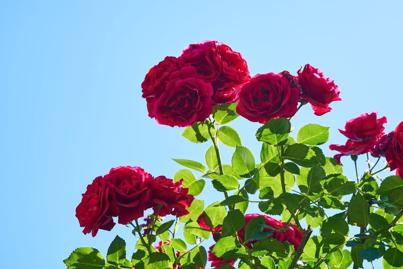 beauty in nature, red, garden, nature, smell, current season, flower head, green, gardening, outdoors, plant stem, petal, leaves, spring, sky, flower, summer