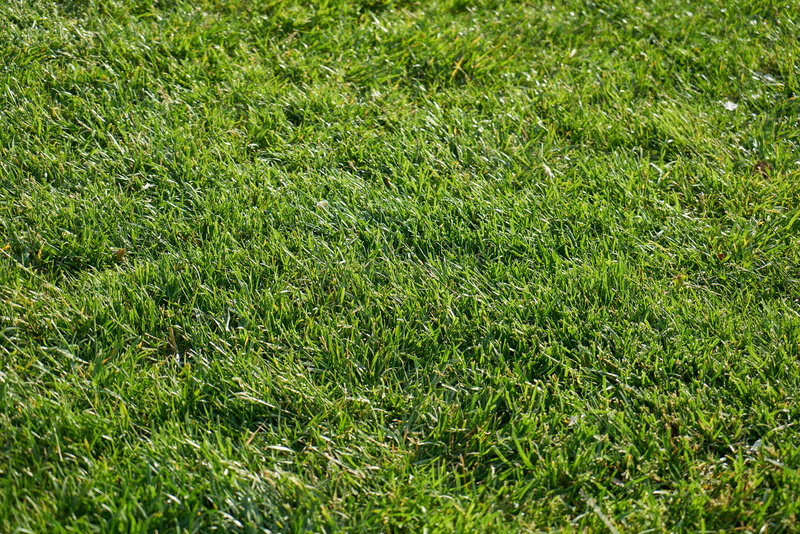 macro, close-up, texture, land, lush foliage, grass area, green, copy space, day, morning freshness, tranquil scene, outdoor, field, spring time, chan