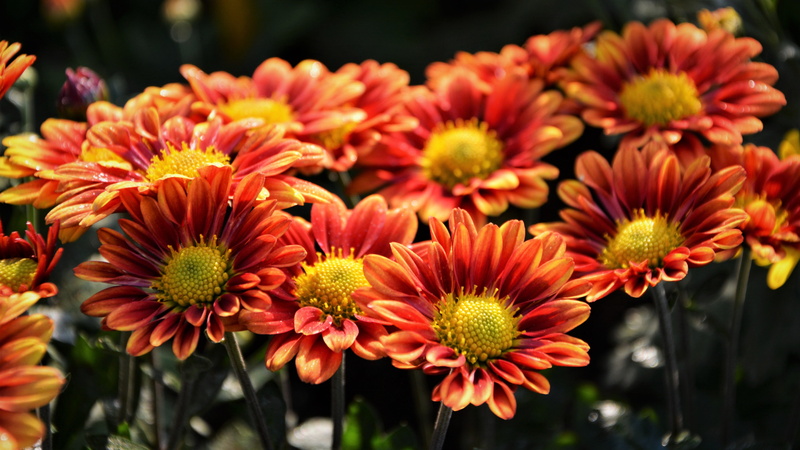 photography, flower head, turkey, flowerbed, flower arrangement, blooming, outdoors, autumn, pollen, photo, the leaves are, closeup, botany, petaled, petal