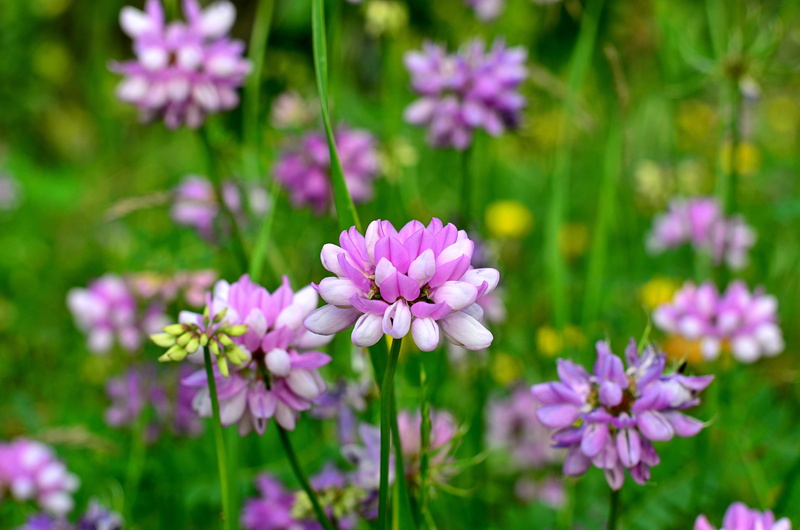 peace, flowerbed, beauty in nature, freshness, botany, color, Flowers, summer, focus on foreground, spring, turkey, great, ispir, vulnerability, plant