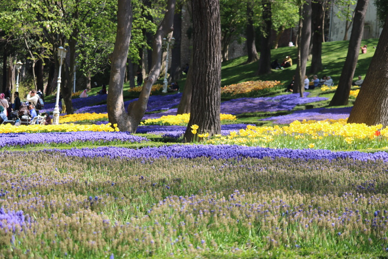 5K, vulnerability, green color, current season, springtime, beautiful, growth, landscape, tranquility, outdoors, tree, summer, beauty in nature, color