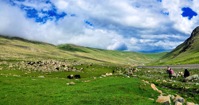 beauty in nature, 5K, road, high, background, plant cover, kaçkars, summer flower, ispir, wild chichewa, land, plateaus, green, pets, mountain, grass