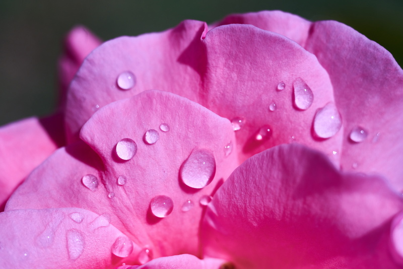 dew, springtime, pink color, fresh, ecology, freshness, beauty, flower, beauty in nature, current season, beautiful, natural, 8K, fragility, flowering plant