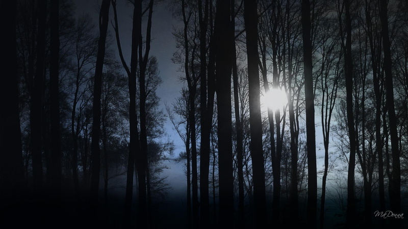 sunrise, widescreen, 3d and abstract, 1080P, forest, trees, clouds, behind