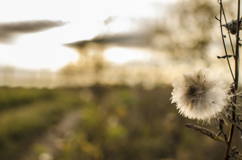 background., blurred, autumn, Fluff, 4K, Boke