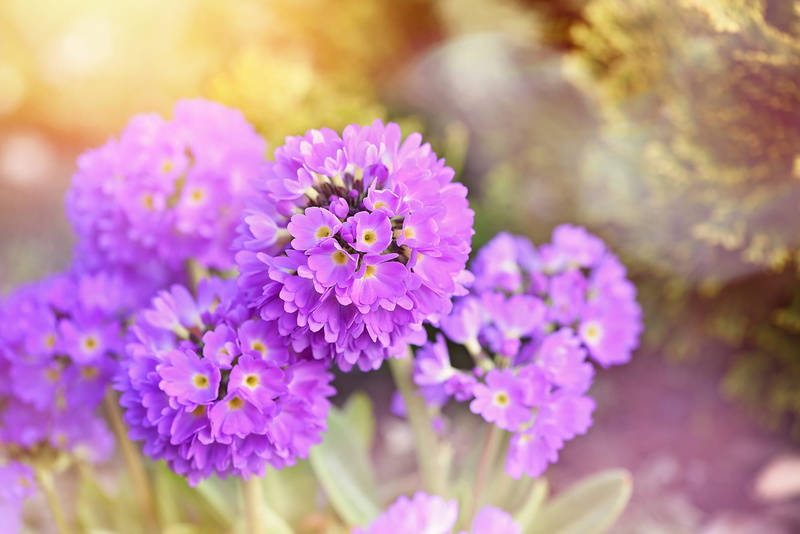 softness, garden, bunch of flowers, flowering plant, focus on foreground, vulnerability, selective focus, flower arrangement, flowers, flowerbed, flower