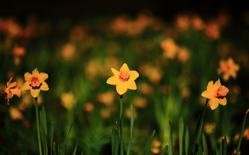 no people, petaled, growth, flower head, yellow flower, vulnerability, fragility, land, freshness, outdoors, boke, flowering plant, flower, field, 2K