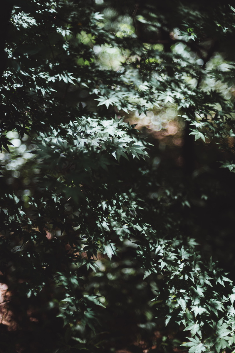 leaves, 4K, full frame, trees, nature, coniferous tree, day, photography, beauty in nature, green, close-up, leafe, outdoors, leaf, sunlight, tranquility