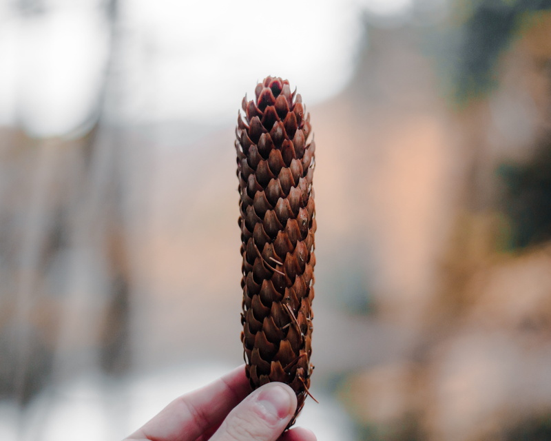 temptation, 4K, cone, food and drink, food, personal perspective, lifestyles, bokeh, close-up, human body part, real people, nature, outdoors, fall, tree