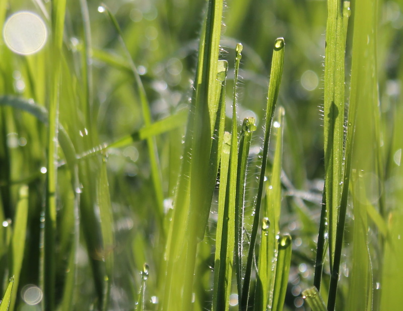 boke, purity, no people, grass, field, roumanie, leaf, rain, growth, day, raindrop, outdoors, green color, freshness, beauty in nature, blade of grass