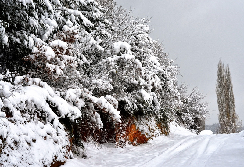 pine woodland, snow, snowy slope, the postcard, snow storm, iced, non-urban scene, blizzard, frozen, plant, heavy snow, tree, tranquility, ice, land, snow landscape