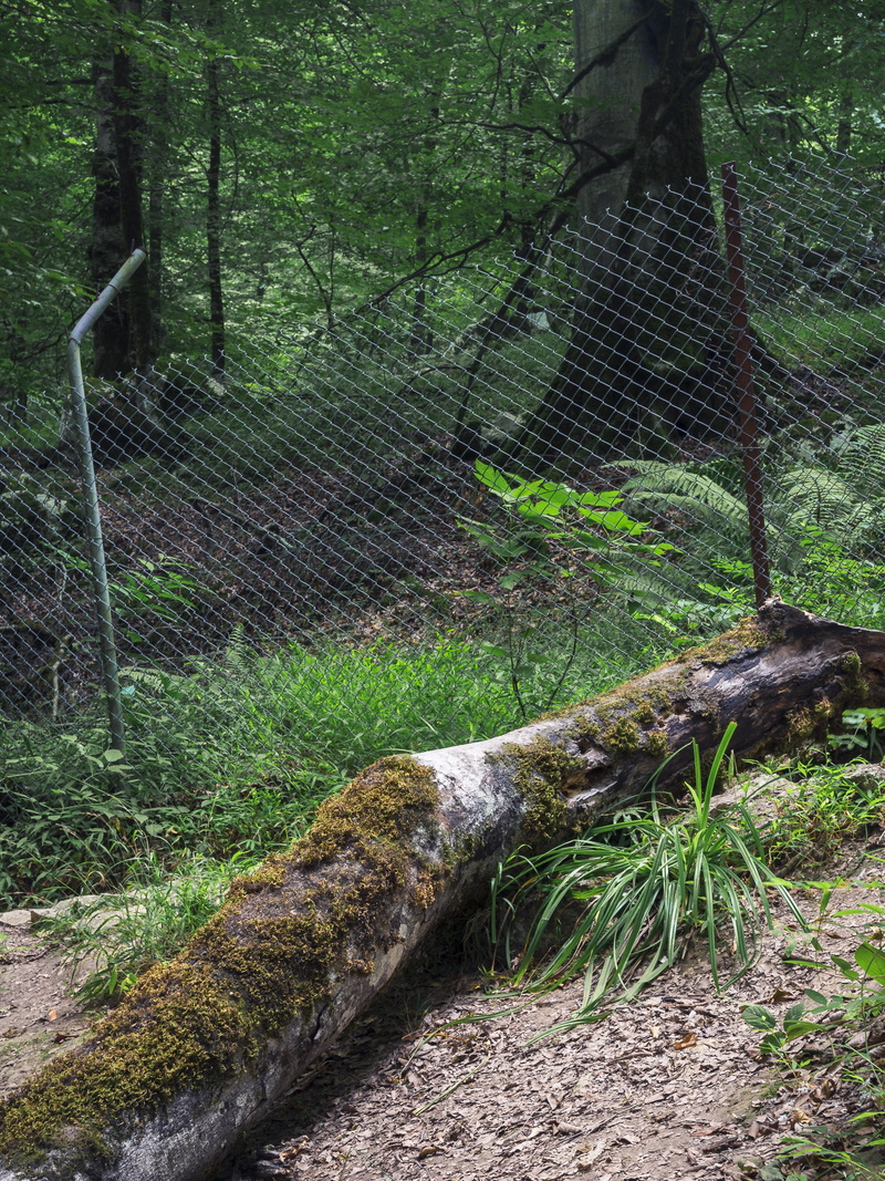4K, green color, land, fence, safety, north, grass, tree, outdoors, fance, nature, tranquility, namakabrud, tree trunk, day, namakabrood, growth, barrier
