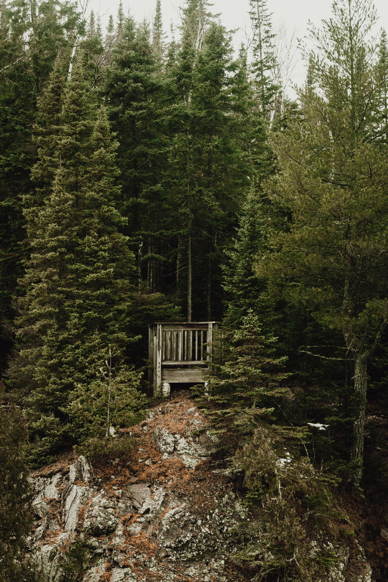 green color, beauty in nature, forest, tree, plant, daytime, built structure, bridge - man made structure, 5K, lush foliage, tranquility, surrounded, cliff