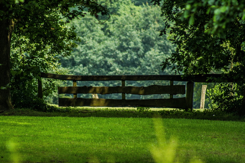 background, earth and nature, forest, growth, 5K, summer, foliage, tranquility, architecture, calm, grass, landscape, green, land, look, beauty in nature