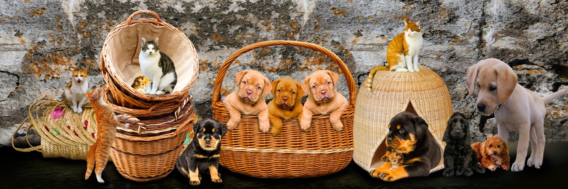animal, animal themes, bulldog, rottweiler, family, no people, wicker basket, spirituality, animals, large group of objects, religion, art and craft, creativity