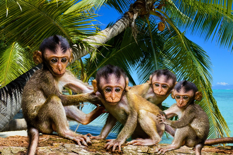 little monkeys, log, palm tree, no people, portrait, primate, friends, day, four, sunlight, tree, community, animal themes, 2K, mammal, friendship, cohesion