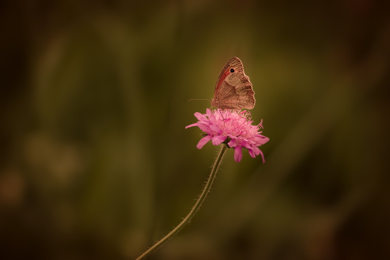 animal themes, copy space, vulnerability, beauty In Nature, flowering plant, stainless cohesive samtfalter, nature, blossom, summer, macro, flight insect