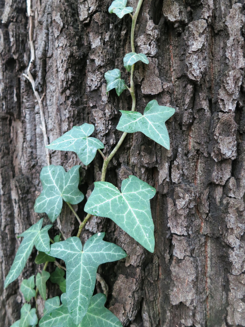 plant, leaf, land, leaves, cohesion, no people, beauty in nature, growth, trunk, wood - material, textured, day, tree, tree trunk, green tree, green color