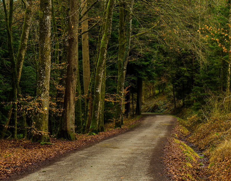trees, leaves, non-urban scene, forest, background, 4K, green color, outdoors, idyll, growth, log, scenics - nature, connected, woodland, road, together