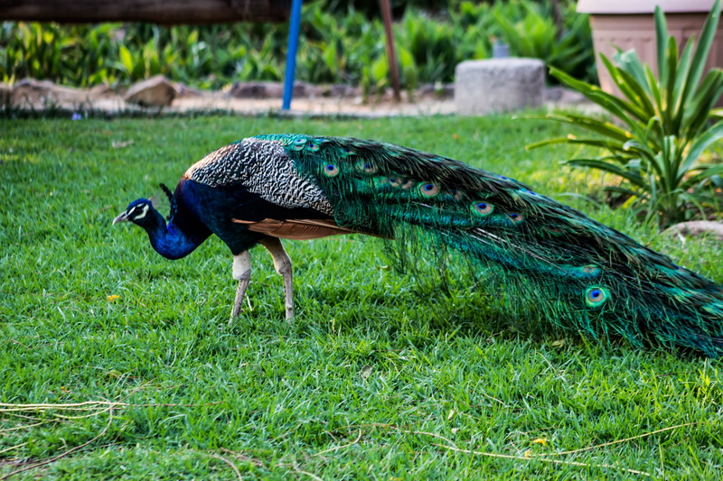 field, plant, animal wildlife, color, side view, bird, peacock, blue, colorful, nature, green color, land, beautiful, pity, fauna, grass, 5K, day, outdoors