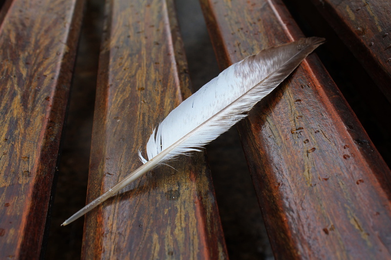 lightweight, close-up, old, rusty, no people, surface, 4K, feather, wing, outdoors, nature, weathered, metal, wood - material, day, vulnerability, pattern