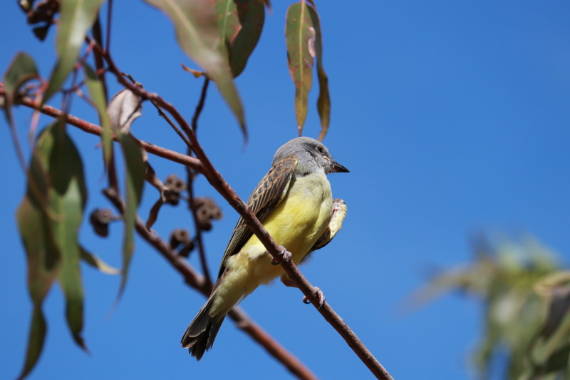 tree, wild, focus on foreground, clear sky, bird, nature, plant, animal, birds, pity, day, branch, one animal, 5K, sky, suiriri, twig, blue, perching